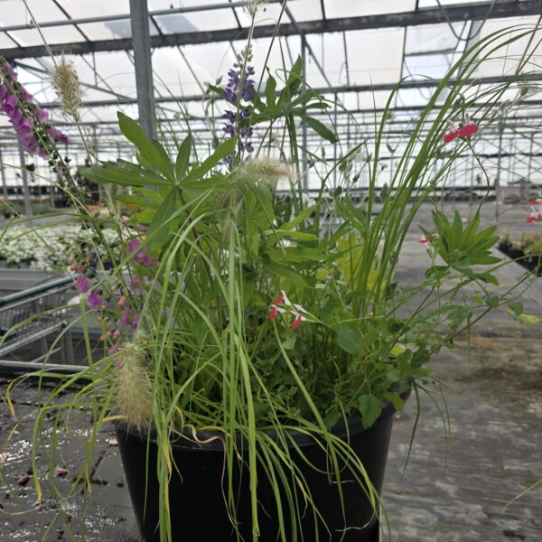 Colourful TSRH2026 planter